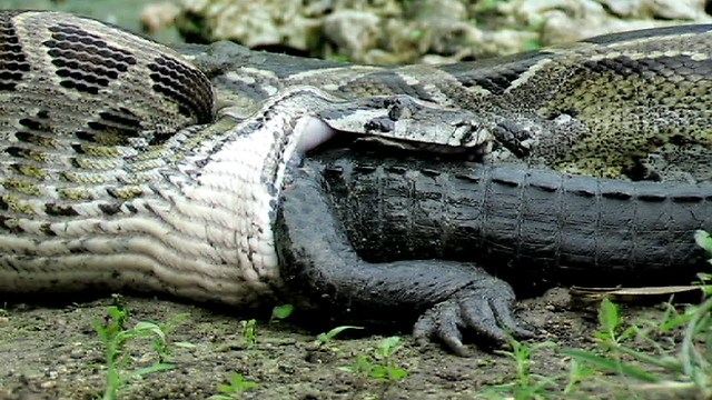 Python eats Alligator