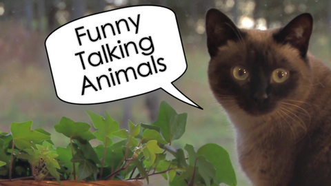 Funny Talking Animals