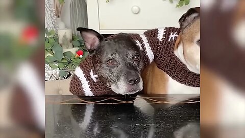 Funniest Animals Videos Best Cat sand Dogs Videos 2022!