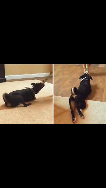 Dog biting the rope doesn't want to let go at all