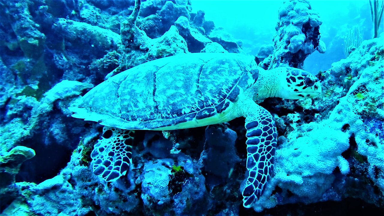 Rare and endangered sea turtle calmly eats sponges as scuba diver watches