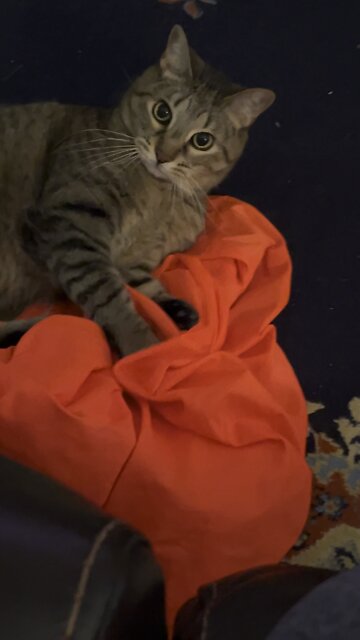 Funny Dexter the cat plays with laundry bag