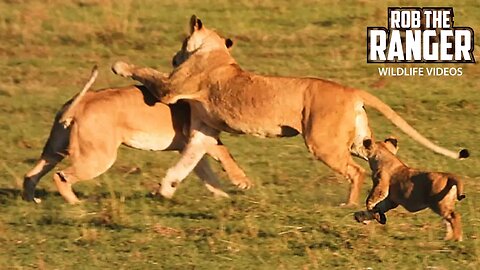 Beautiful Lion Pride Interactions | Maasai Mara Safari | Zebra Plains
