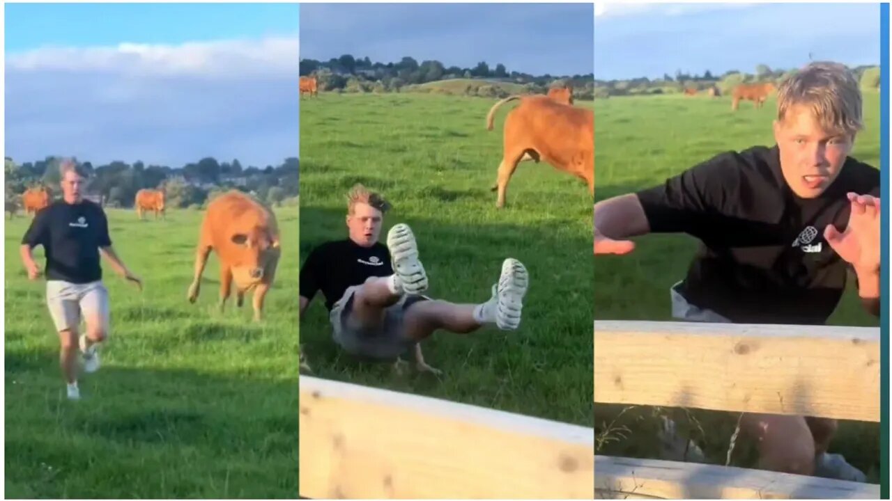 Cow chasing🤣 funny videos | try not to laugh🤣 | @bestfailsfun