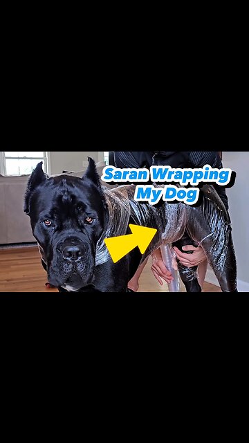 Saran Wrapping My Dog 😁 #shorts #funny #funnydogs