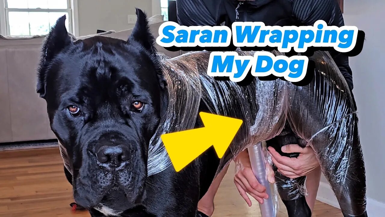 Saran Wrapping My Dog 😁 #shorts #funny #funnydogs