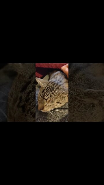 Skippy is on my lap getting a big smooge up this morning