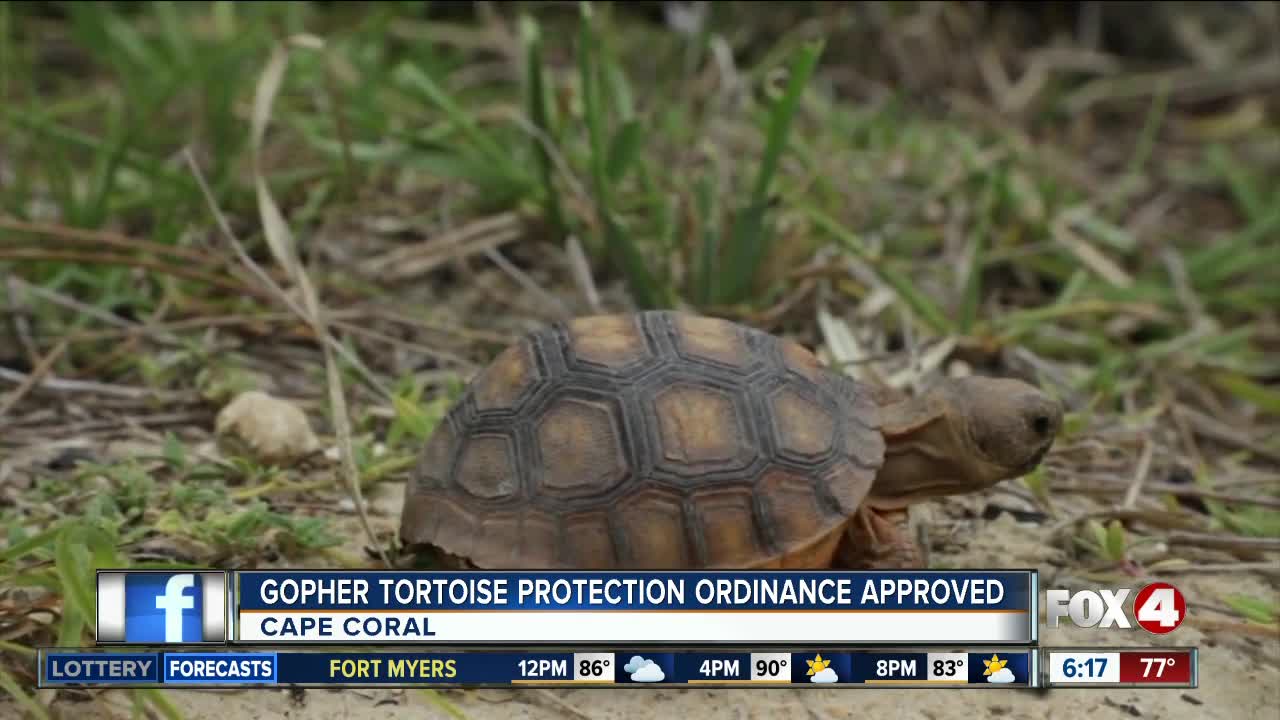 Gopher Tortoise protections approved in Cape Coral