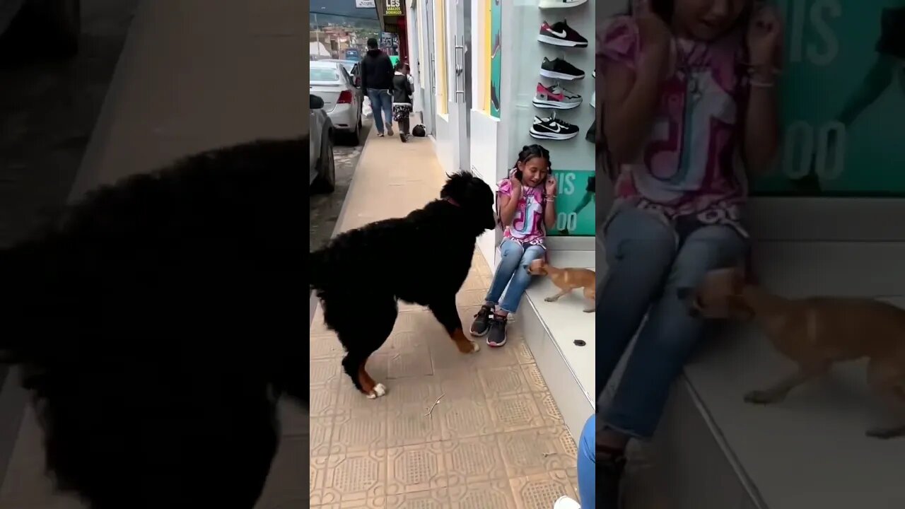 Funny dog #shorts #youtubeshorts #animals #dog