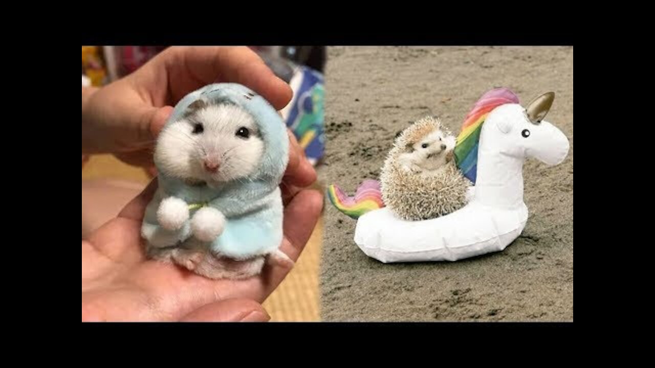 Cute Complication - SUPER Cute video's Animals Baby's (EXTREMELY CUTE)