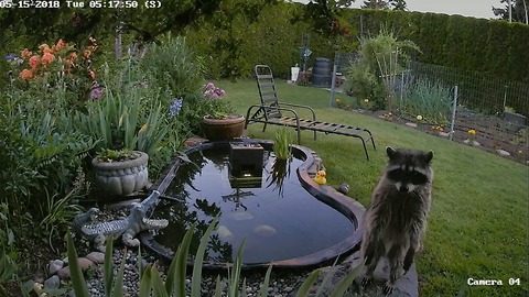 Backyard pond attracts wide variety of wildlife