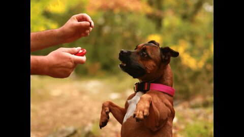 Dogs Training