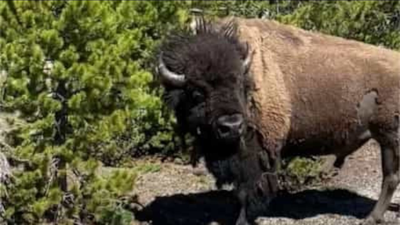 Un bison se bat contre... un arbre!