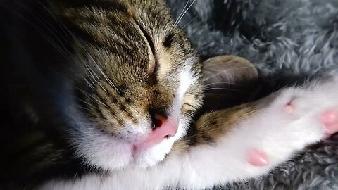 Kitten Rudolph Sleeps with His Paw under the Head