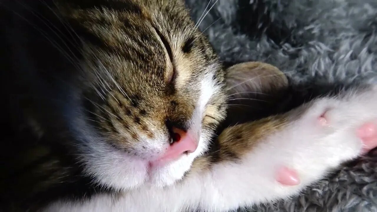 Kitten Rudolph Sleeps with His Paw under the Head