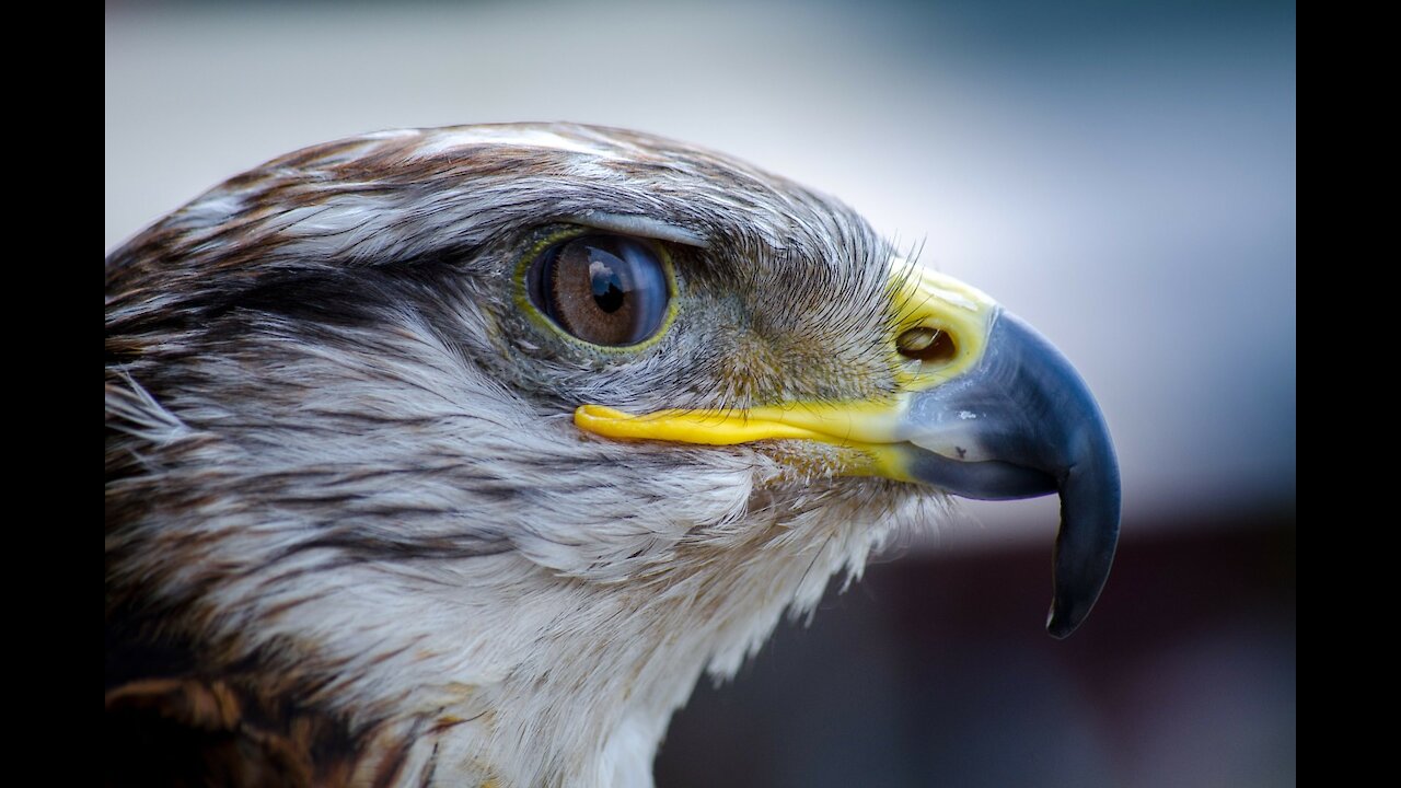 Beautiful eagle seen from the branches