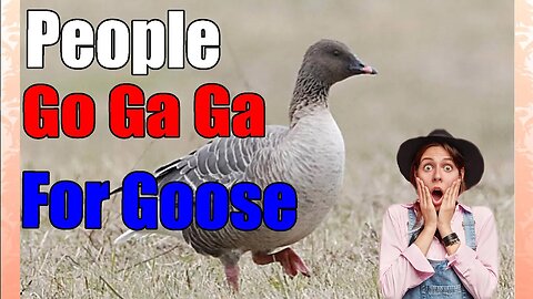 Birdwatchers From the US Flock to Kentucky For Rare Goose #shorts