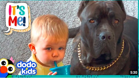 Big Dog Can't Wait To Splash Around With His Little Brother | Dodo Kids | It’s Me!