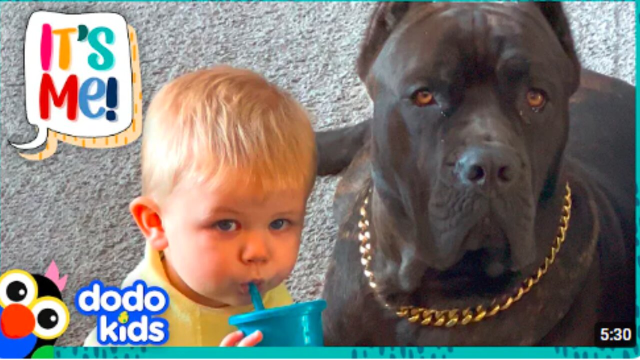 Big Dog Can't Wait To Splash Around With His Little Brother | Dodo Kids | It’s Me!