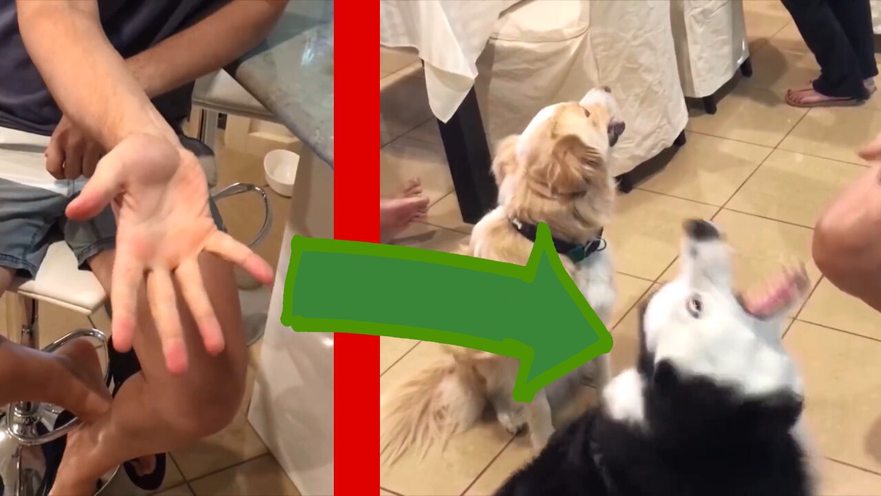 A master does a magic trick on his dogs with kibble... They didn't like it!