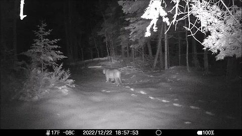 Mountain Lion Spotted In The U.P.