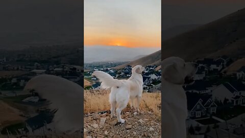 BEAUTIFUL!!!😍😍😍 #shorts #golden #tiktok #animals