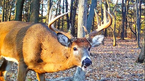 White tail buck rut chases! Some crazy trail cam footage!