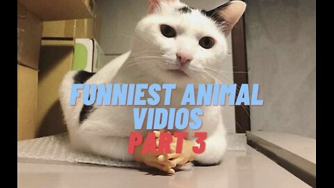 Funny animals in 2024