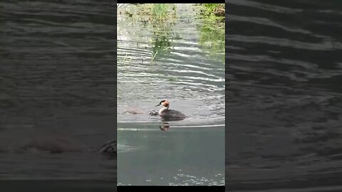 The great crested Grebe #animals #wildlife #shortsvideo #subscribe #shorts #shortsfeed #video #new