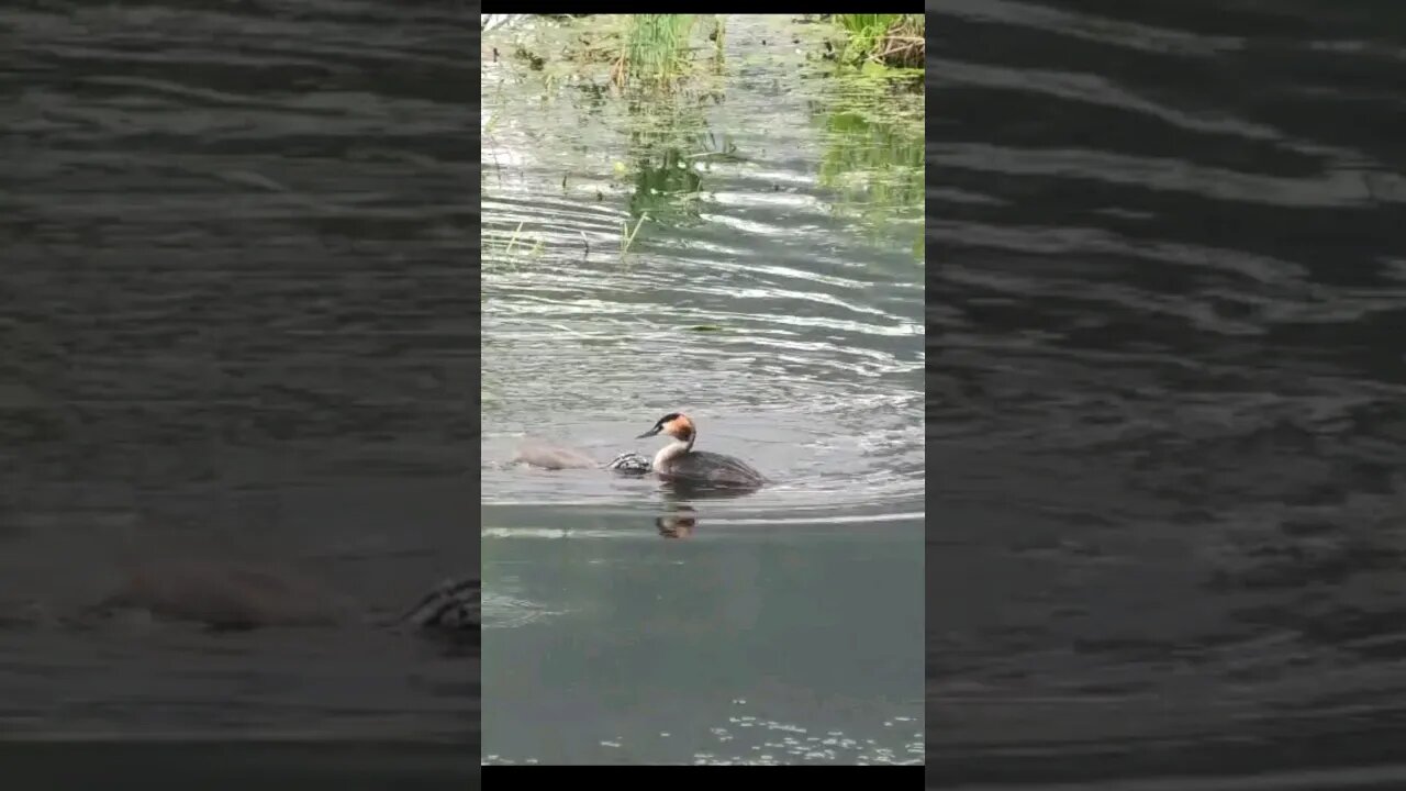 The great crested Grebe #animals #wildlife #shortsvideo #subscribe #shorts #shortsfeed #video #new