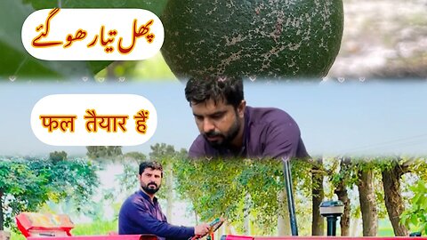 Visit village after long time || फल तैयार हैं ||Fruits are Ready to Eat