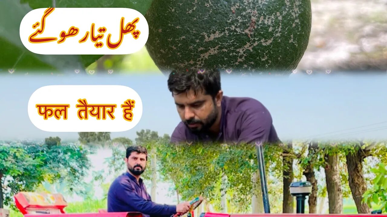 Visit village after long time || फल तैयार हैं ||Fruits are Ready to Eat