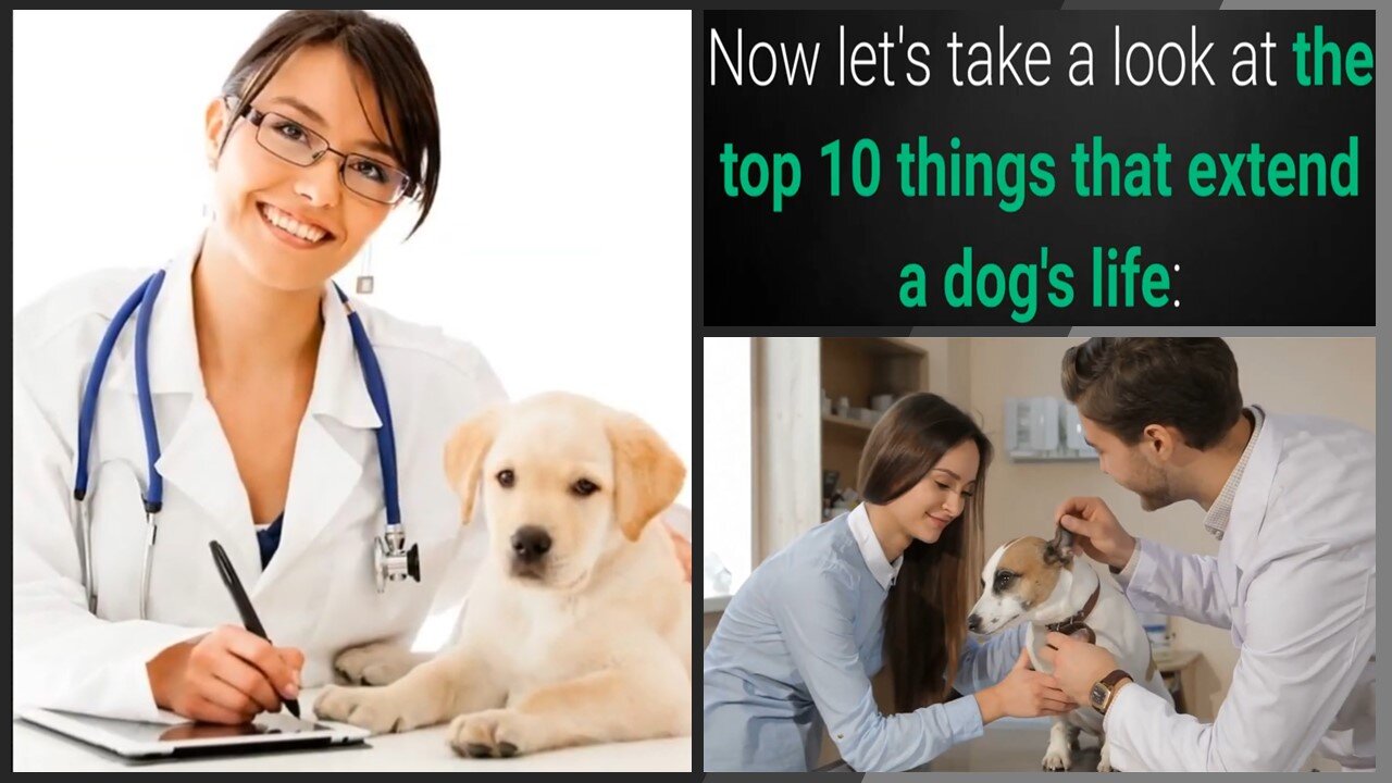 Things You Should Do To Extend A Dog's Life That Owners Fail To Do!