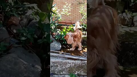 #dogshow , #animals , #dogs , #shortsvideo