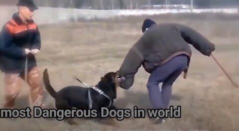 Top 10 The most Dangerous Dogs in the World