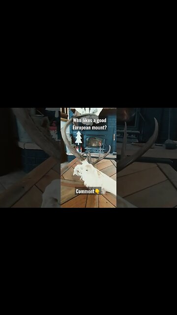 Who likes a good European Mount? #deer #deerhunting #buckdeer #europeanmount #success #wyominglife