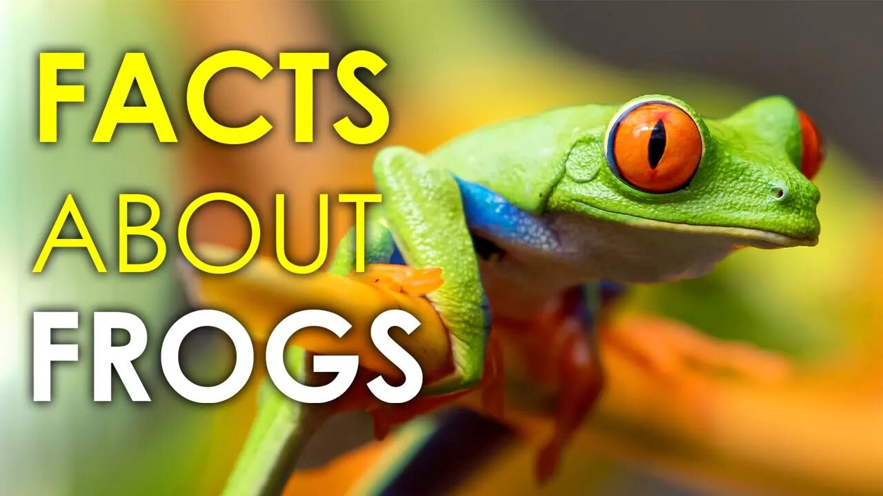 AMAZING FACTS ABOUT FROGS | ANIMAL FACTS | AQUATIC ANIMALS | FROGS SWIMMING