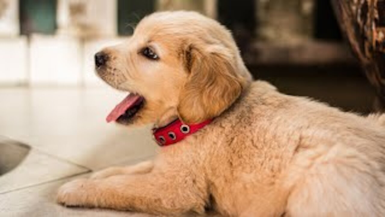 Cute Dogs New Video Compilation 2020