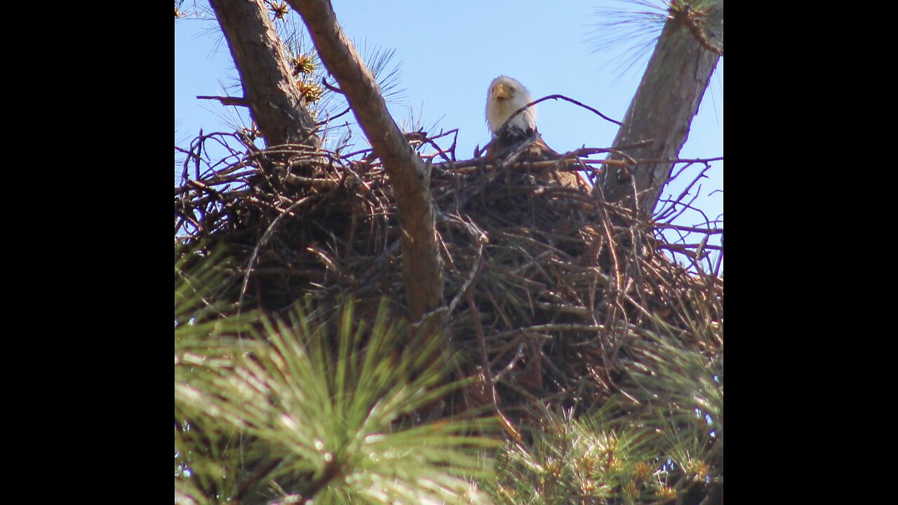 Eagle sitting on nest