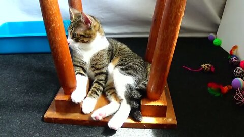 Kitten Likes to Sit on the Reversed Chair