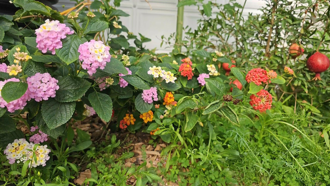 Nutrient Farm Scenery #28 - Organic Flowers and Pomegranate