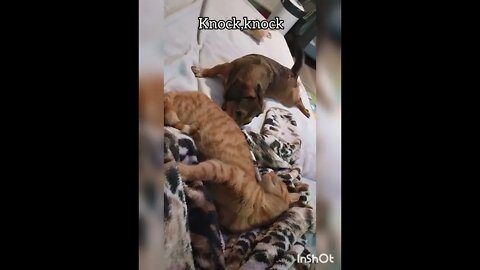 Dog annoys cat but cat doesn't care