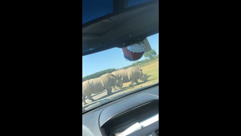 Rhino encounter 🙃