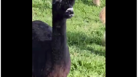 Spitting alpaca frightens innocent horse