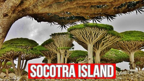 Socotra Island