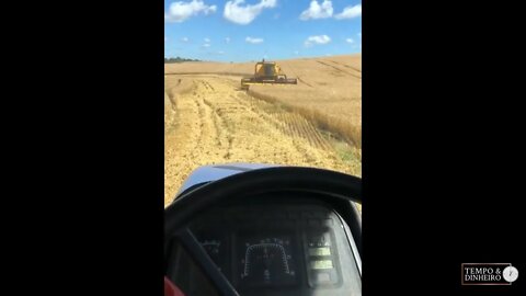 Trigo com otimismo para 2023