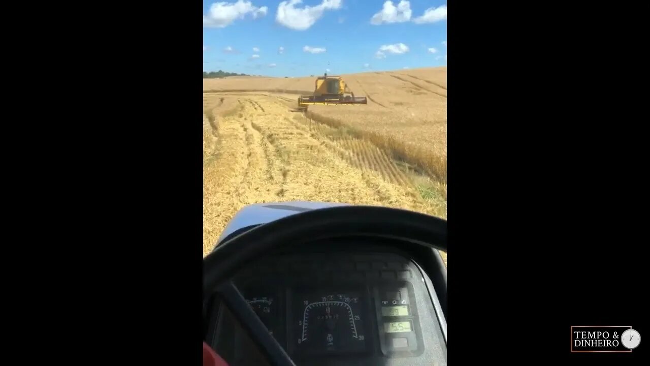 Trigo com otimismo para 2023