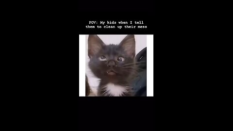 funny cat