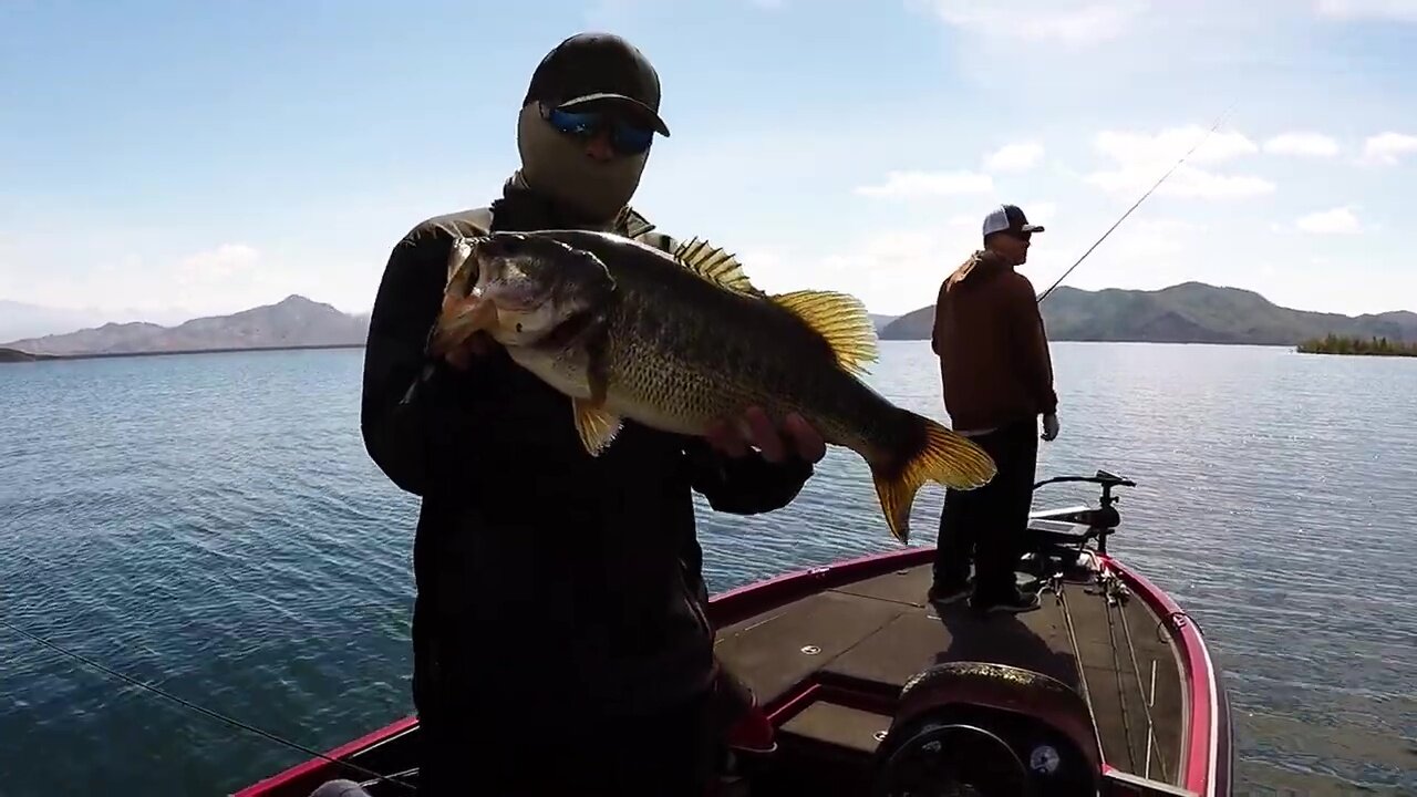 Throwback - 5.6 lber out of Diamond Valley Lake