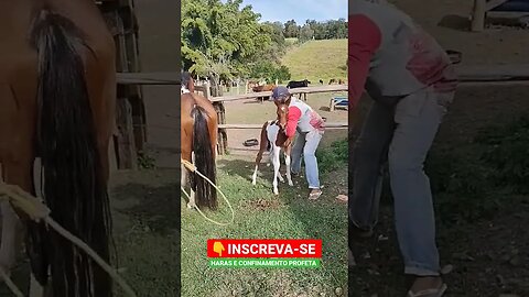 Tbt, só o profissional pra segurar o cavalinho 😂🐴#shorts #roça #animals #bicho #cavalinho #sitio #sp